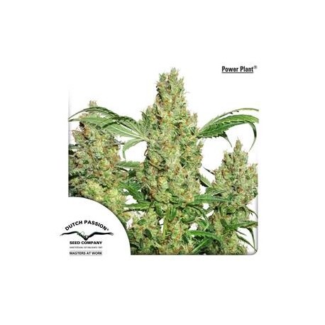 POWER PLANT ® * DUTCH PASSION 10 SEMI FEM