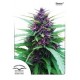 SHAMAN ® * DUTCH PASSION 10 SEMI FEM