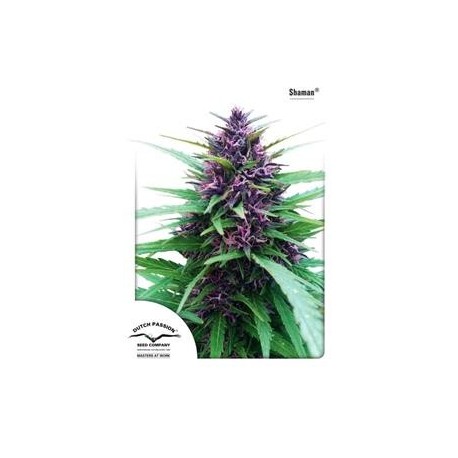 SHAMAN ® * DUTCH PASSION 10 SEMI FEM