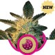 ROYAL COOKIES * ROYAL QUEEN SEEDS 1 SEME FEM 