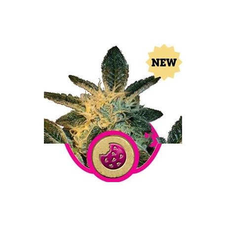 ROYAL COOKIES * ROYAL QUEEN SEEDS 1 SEME FEM 