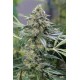 OG KUSH CBD * DINAFEM SEEDS 1 SEME FEM