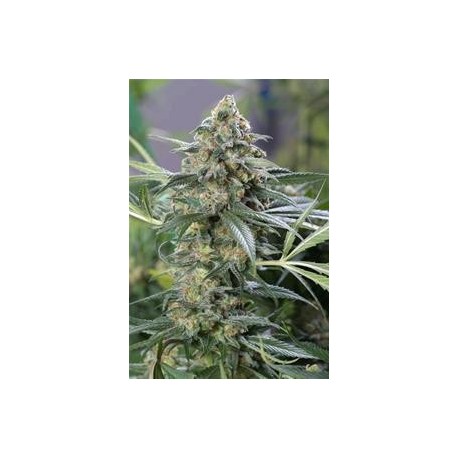 OG KUSH CBD * DINAFEM SEEDS 1 SEME FEM