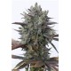 PURPLE ORANGE CBD* DINAFEM SEEDS 3 SEMI FEM