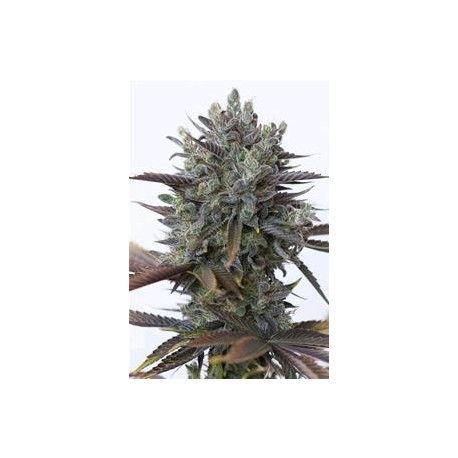 PURPLE ORANGE CBD* DINAFEM SEEDS 5 SEMI FEM