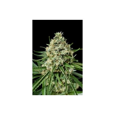 CRITICAL + 2.0 * DINAFEM SEEDS 25 SEMI FEM