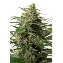 MOBY DICK XXL AUTOFLOWERING * DINAFEM SEEDS 25 SEMI FEM