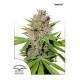 PASSION FRUIT * DUTCH PASSION FEMINIZED 3 SEMI