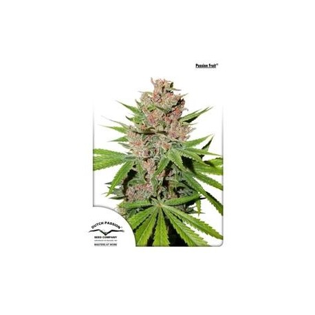 PASSION FRUIT * DUTCH PASSION FEMINIZED 3 SEMI