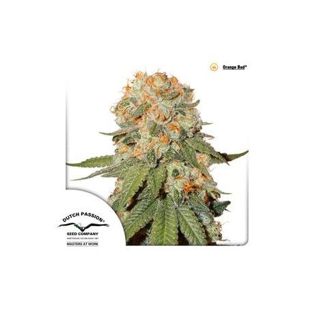 ORANGE BUD ® * DUTCH PASSION 5 SEMI FEM