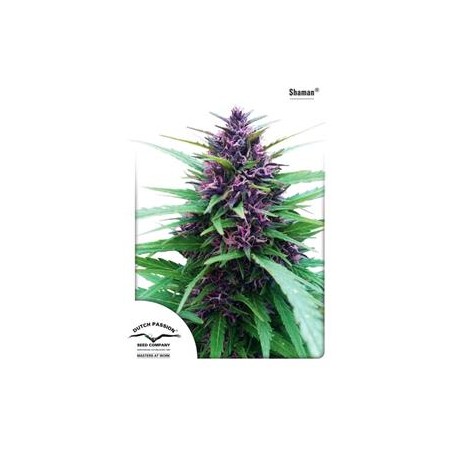 SHAMAN ® * DUTCH PASSION 5 SEMI FEM