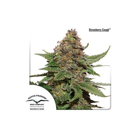 STRAWBERRY COUGH ® * DUTCH PASSION 5 SEMI FEM 