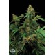 MOBY DICK * DINAFEM SEEDS 10 SEMI FEM