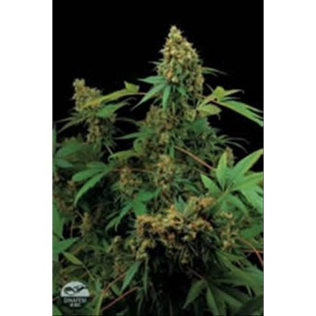 MOBY DICK * DINAFEM SEEDS 10 SEMI FEM