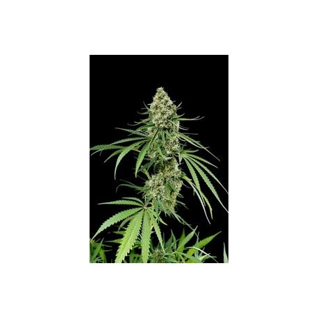 CRITICAL + * DINAFEM SEEDS 3 SEMI FEM