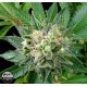 DIESEL * DINAFEM SEEDS 3 SEMI FEM