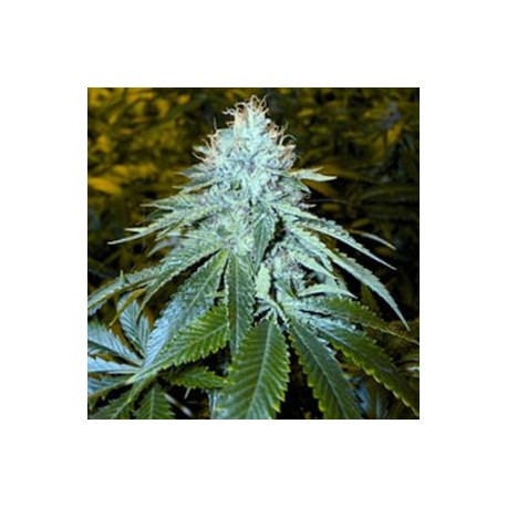 THE OG # 18 * DNA GENETICS RESERVA PRIVADA 6 SEMI FEM