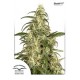 SKUNK # 11 ® * DUTCH PASSION 10 SEMI FEM 