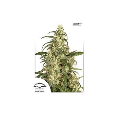 SKUNK # 11 ® * DUTCH PASSION 10 SEMI FEM 