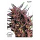 PURPLE #1 ® * DUTCH PASSION 10 SEMI REG