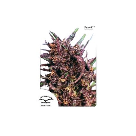 PURPLE #1 ® * DUTCH PASSION 10 SEMI REG