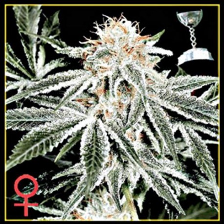 WHITE WIDOW * GREEN HOUSE FEMINIZED 5 SEMI 