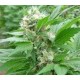 MAGIC BUD * PARADISE SEEDS FEMINIZED 3 SEMI 