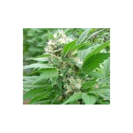 MAGIC BUD * PARADISE SEEDS FEMINIZED 3 SEMI 