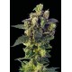 A-1 HAZE * SAGARMATHA FEMINIZED 5 SEMI 