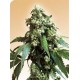 JACK FLASH * SENSI SEEDS 10 SEMI REG 