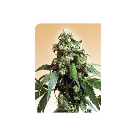 JACK FLASH * SENSI SEEDS 10 SEMI REG 