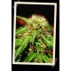 SWEET TAI * SWEET SEEDS FEMINIZED 3 SEMI 