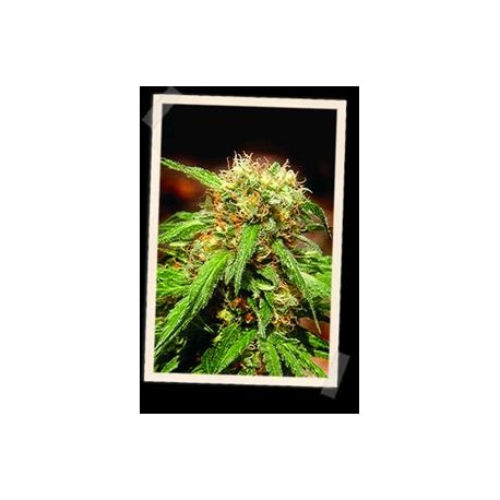 SWEET TAI * SWEET SEEDS FEMINIZED 3 SEMI 