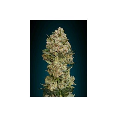 CRITICAL * ADVANCED SEEDS 10 SEMI FEM