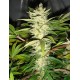 CANNATONIC * RESIN SEEDS FEMINIZED 10 SEMI 