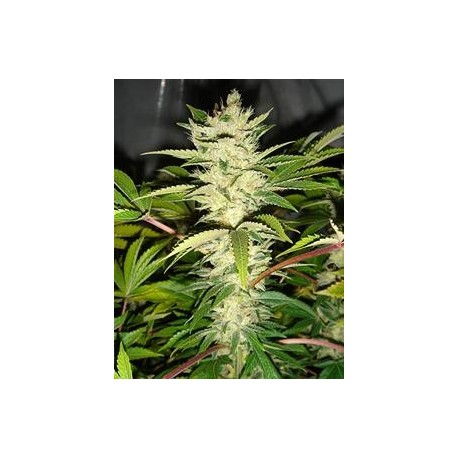 CANNATONIC * RESIN SEEDS FEMINIZED 10 SEMI 