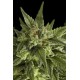 FRUIT AUTOMATICA * DINAFEM SEEDS 1 SEME FEM 