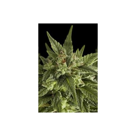 FRUIT AUTOMATICA * DINAFEM SEEDS 1 SEME FEM 