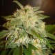 LA BELLA AFRODITA * DELICIOUS SEEDS AUTOMATIC 5 SEMI FEM