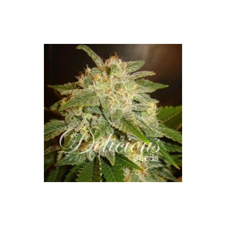 LA BELLA AFRODITA * DELICIOUS SEEDS AUTOMATIC 5 SEMI FEM