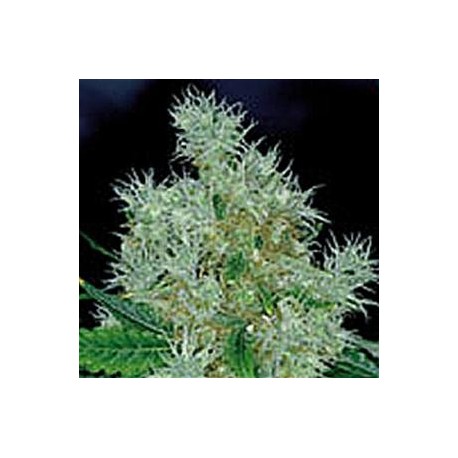 POWER FLOWER * ROYAL QUEEN SEEDS 10 SEMI FEM 