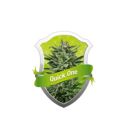 QUICK ONE * ROYAL QUEEN SEEDS 1 SEME FEM 