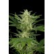 CRITICAL JACK AUTOMATICA * DINAFEM SEEDS 3 SEMI FEM