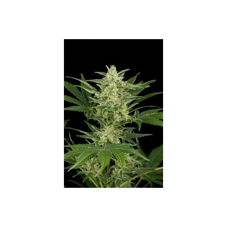 CRITICAL JACK AUTOMATICA * DINAFEM SEEDS 3 SEMI FEM