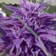 PURPLE PINECONE * SAGARMATHA FEMINIZED 5 SEMI 