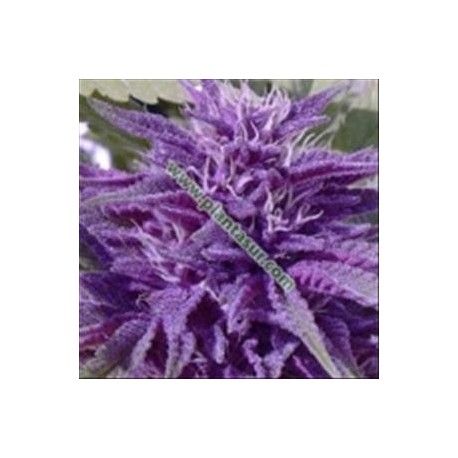 PURPLE PINECONE * SAGARMATHA FEMINIZED 5 SEMI 