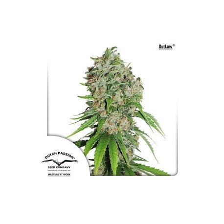 OUTLAW ® * DUTCH PASSION FEMINIZED 10 SEMI