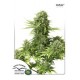 STARRYDER ® * DUTCH PASSION FEMINIZED 3 SEMI