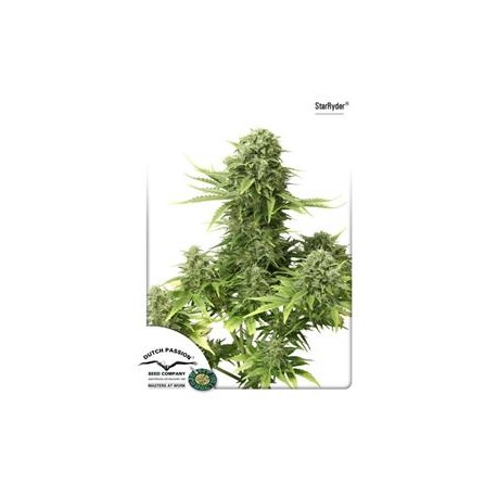 STARRYDER ® * DUTCH PASSION FEMINIZED 3 SEMI