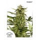 POLARLIGHT #3 ® AUTO* DUTCH PASSION FEMINIZED 7 SEMI